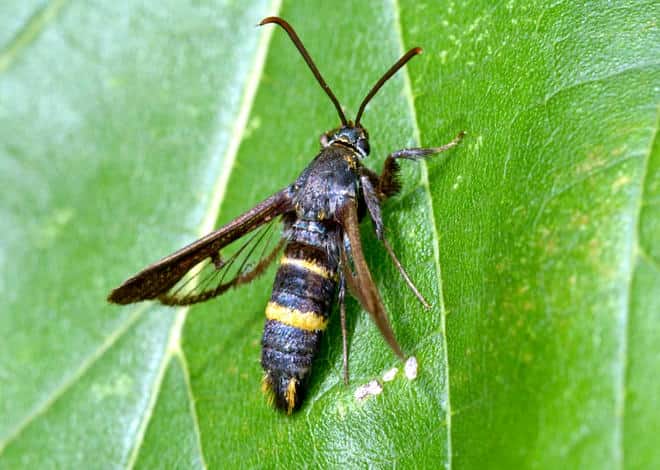 �����}�ӁE�q���A�g�X�J�V�o